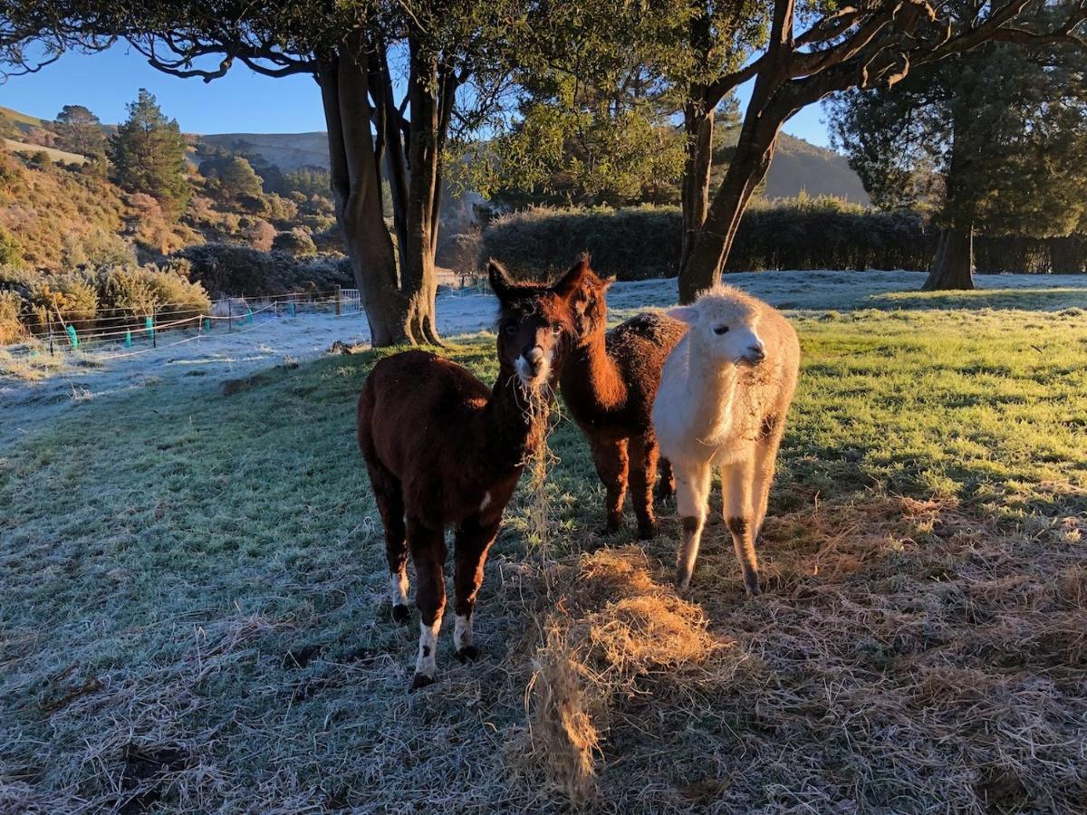 Narrow Neck Creek Farmstay And B&B อัปเปอร์ฮัทท์ ภายนอก รูปภาพ